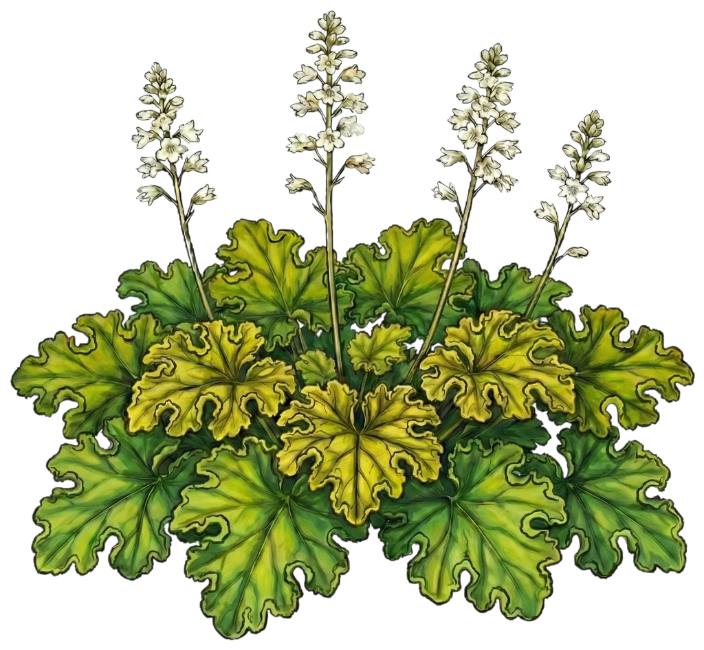 Гейхера 