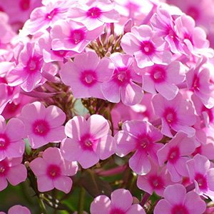 Флокс метельчатый "Гаврюша"