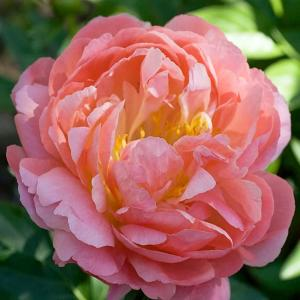 Пион молочноцветковый "Coral Supreme"