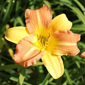Лилейник "EveryDaylily Punch Yellow"