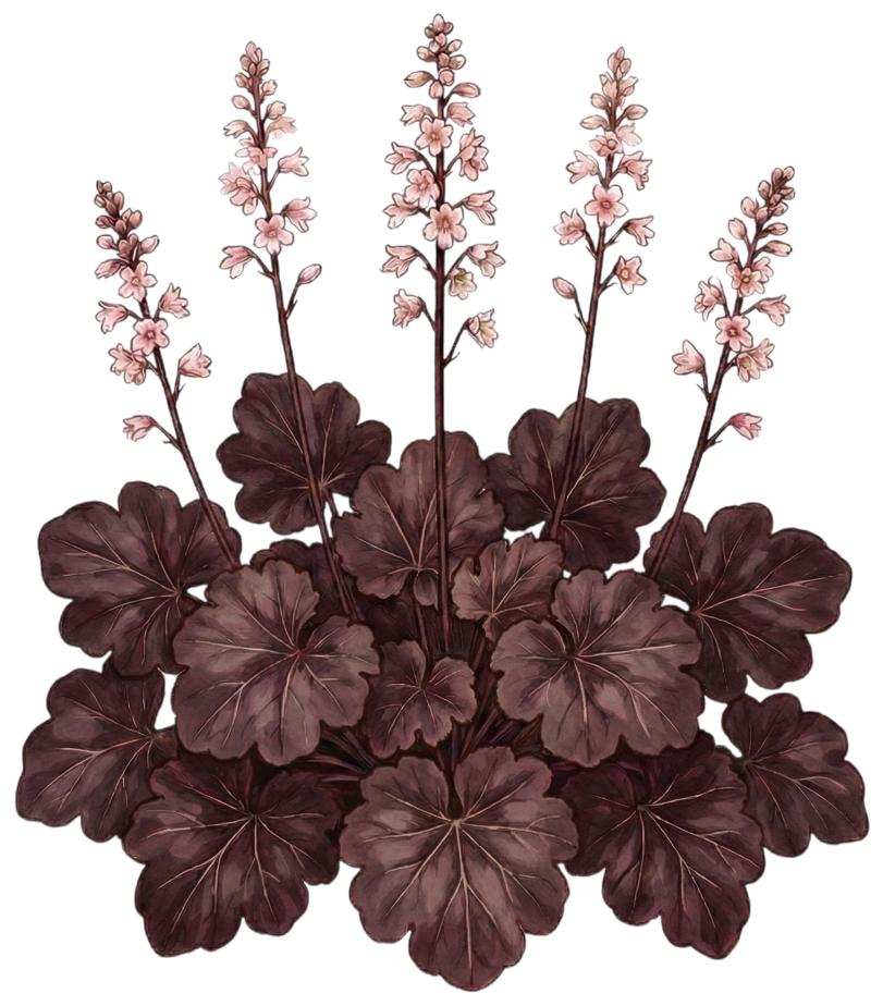 Гейхера 