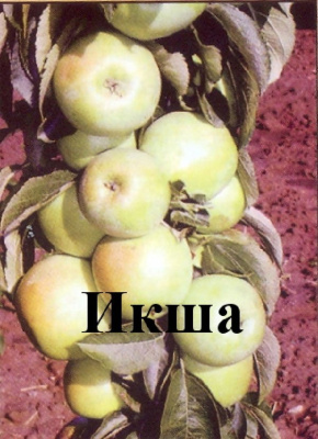Яблоня колоновидная "Икша"