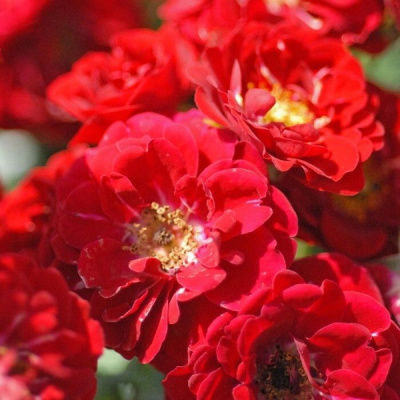 Роза "Red Fairy"