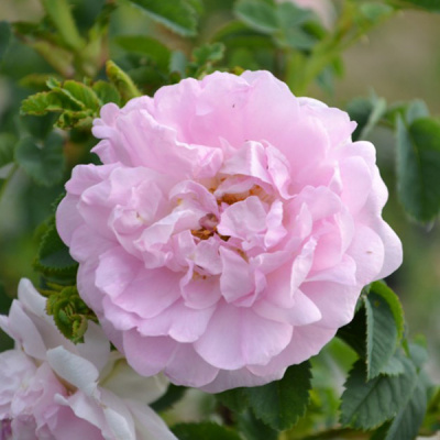 Шиповник (роза) "Ruskela"