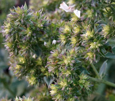 Флокс метельчатый "Green Lady"