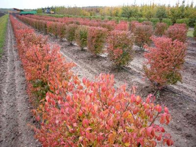Бересклет европейский "Red Cascade"