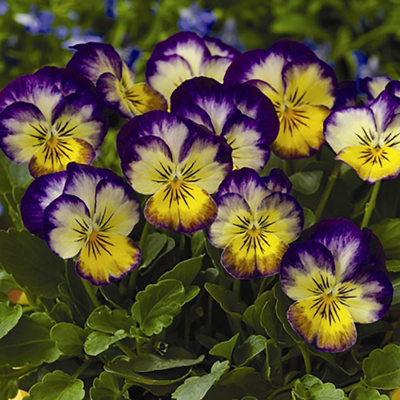 Виола "Penny Primrose Picotee"