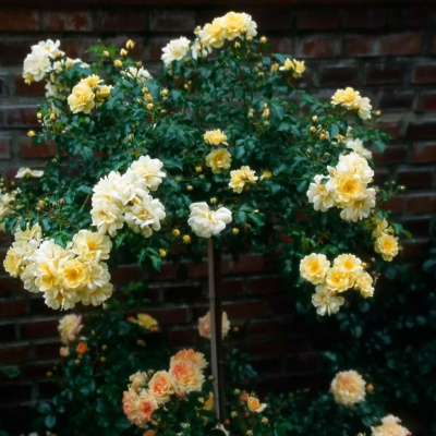 Роза "Sunny Rose"