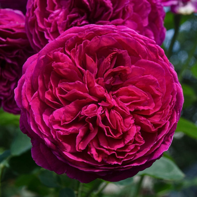 Роза "Falstaff"