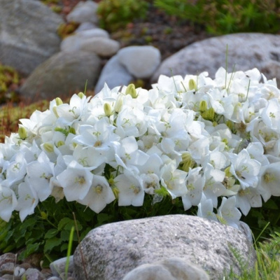 Колокольчик карпатский "Carillon White"