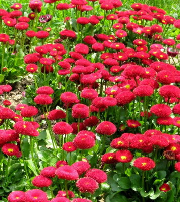 Маргаритка "Tasso Red"