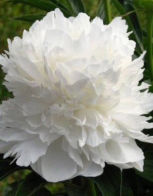 Пион молочноцветковый "Double White"