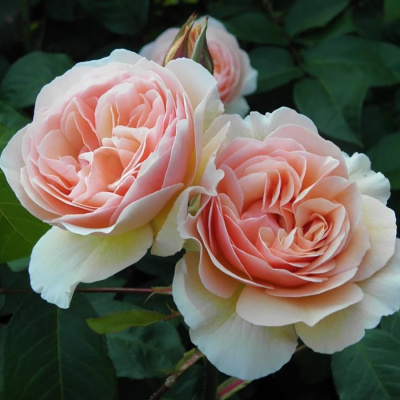 Роза "Juliet"