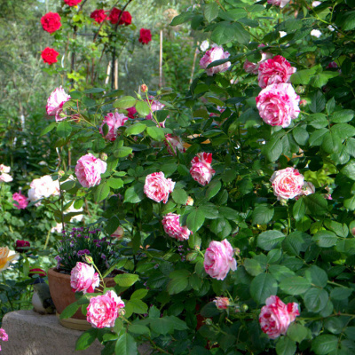 Роза "Vanille Fraise"