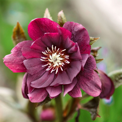 Морозник восточный "Pretty Ellen Purple"