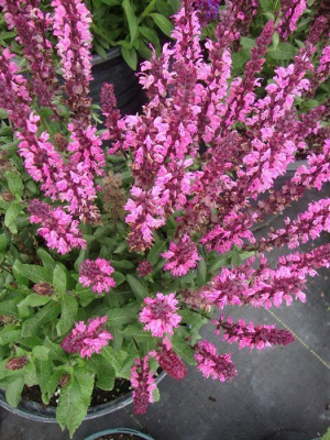 Шалфей дубравный "Synchro Pink"