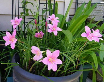 Зефирантес "Pink"