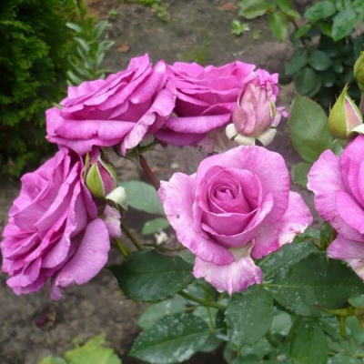 Роза "Blue Parfum"