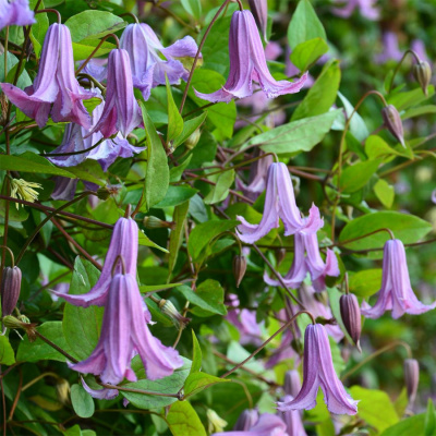 Клематис "Fairy Bells"