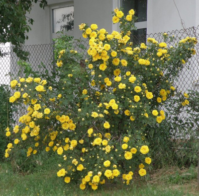 Шиповник (роза) сортовой "Persian Yellow"