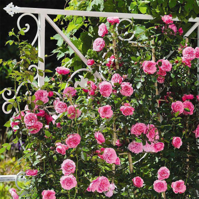 Роза "The Eve Rose"