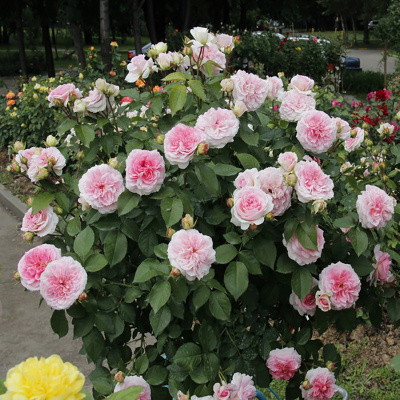 Роза "Kurfurstin Sophie"